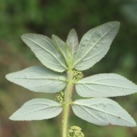 Euphorbia hirta L.